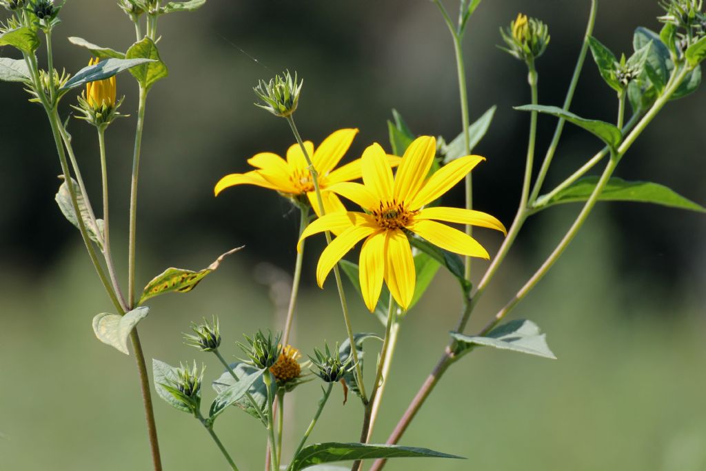 Helianthus tuberosus